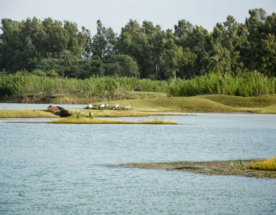 Pada Bat Rajasthan Natural Life Save Of The Leaders Of Bharatpur - Rajasthani Tadka