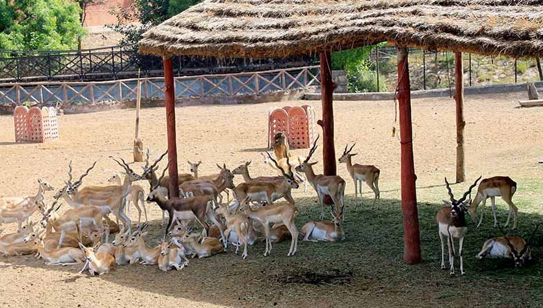 jaipur-zoo rajasthani-tadka