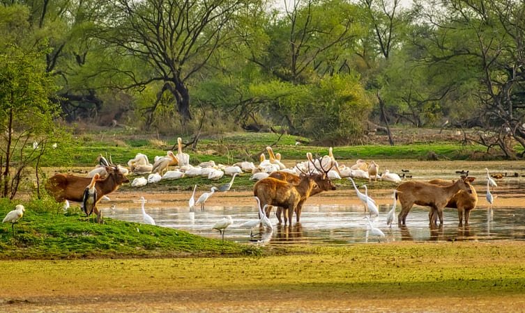 Best Time to Visit Bharatpur